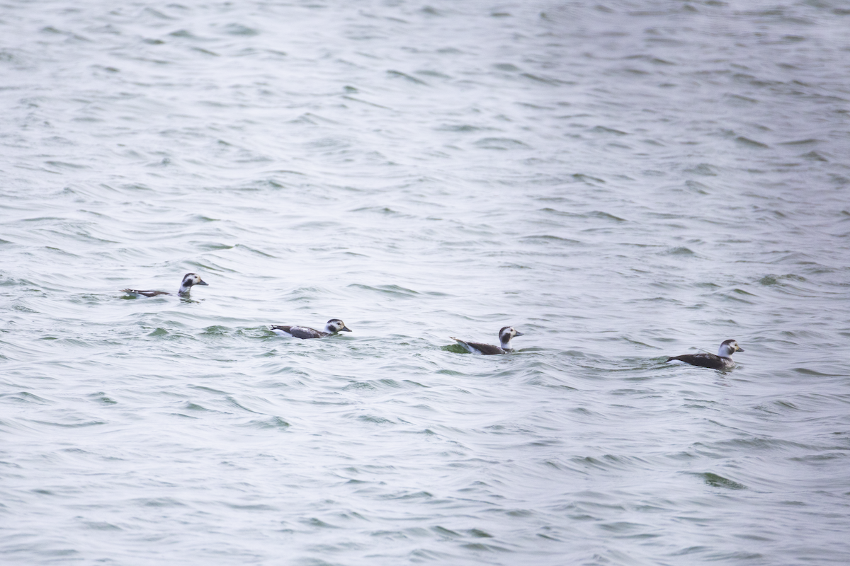 Long-tailed Duck - ML646695762