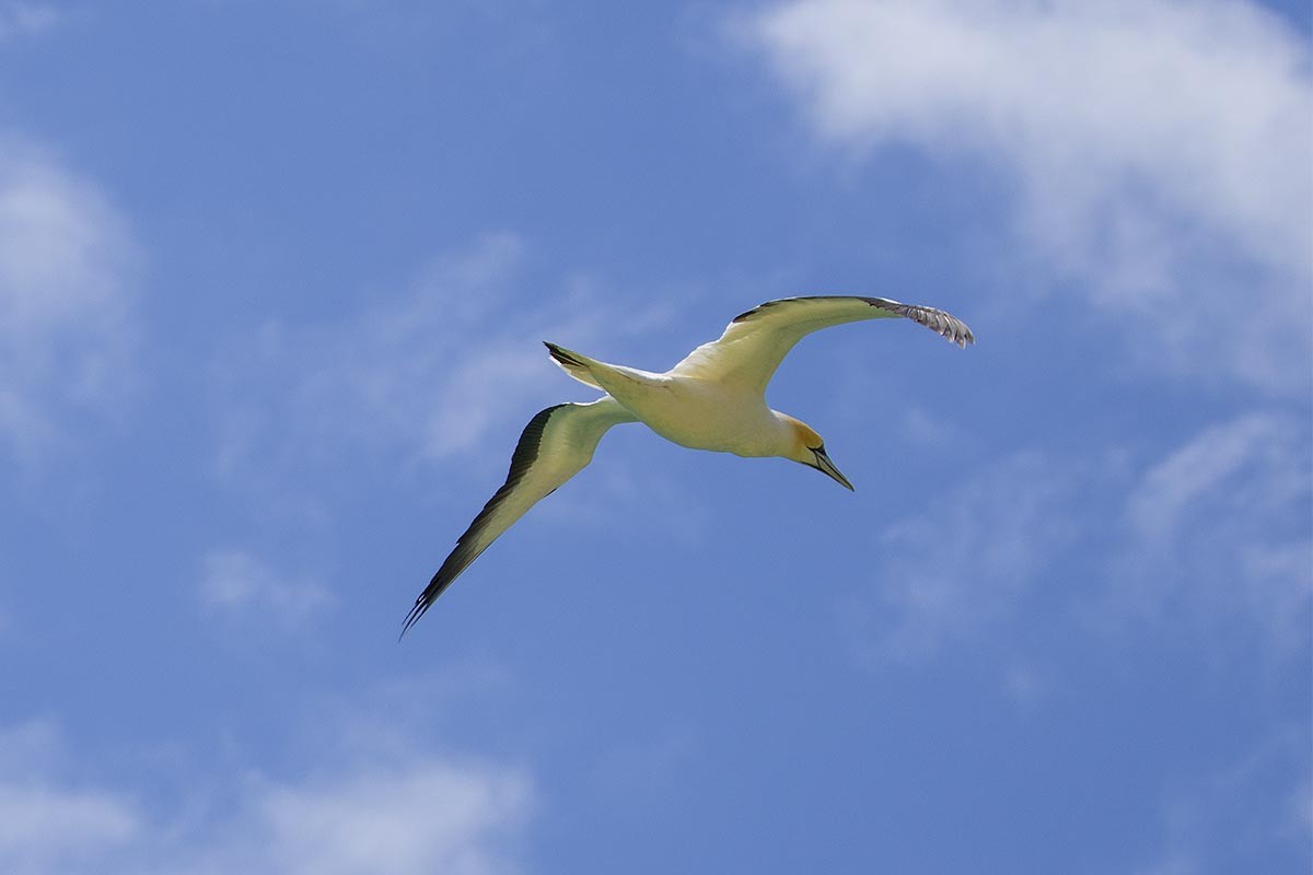 Zanga australiarra - ML646695766