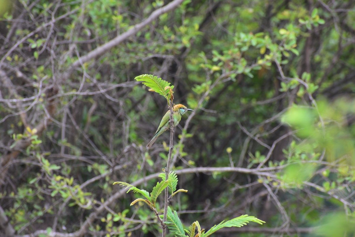 Asian Green Bee-eater - ML646695768