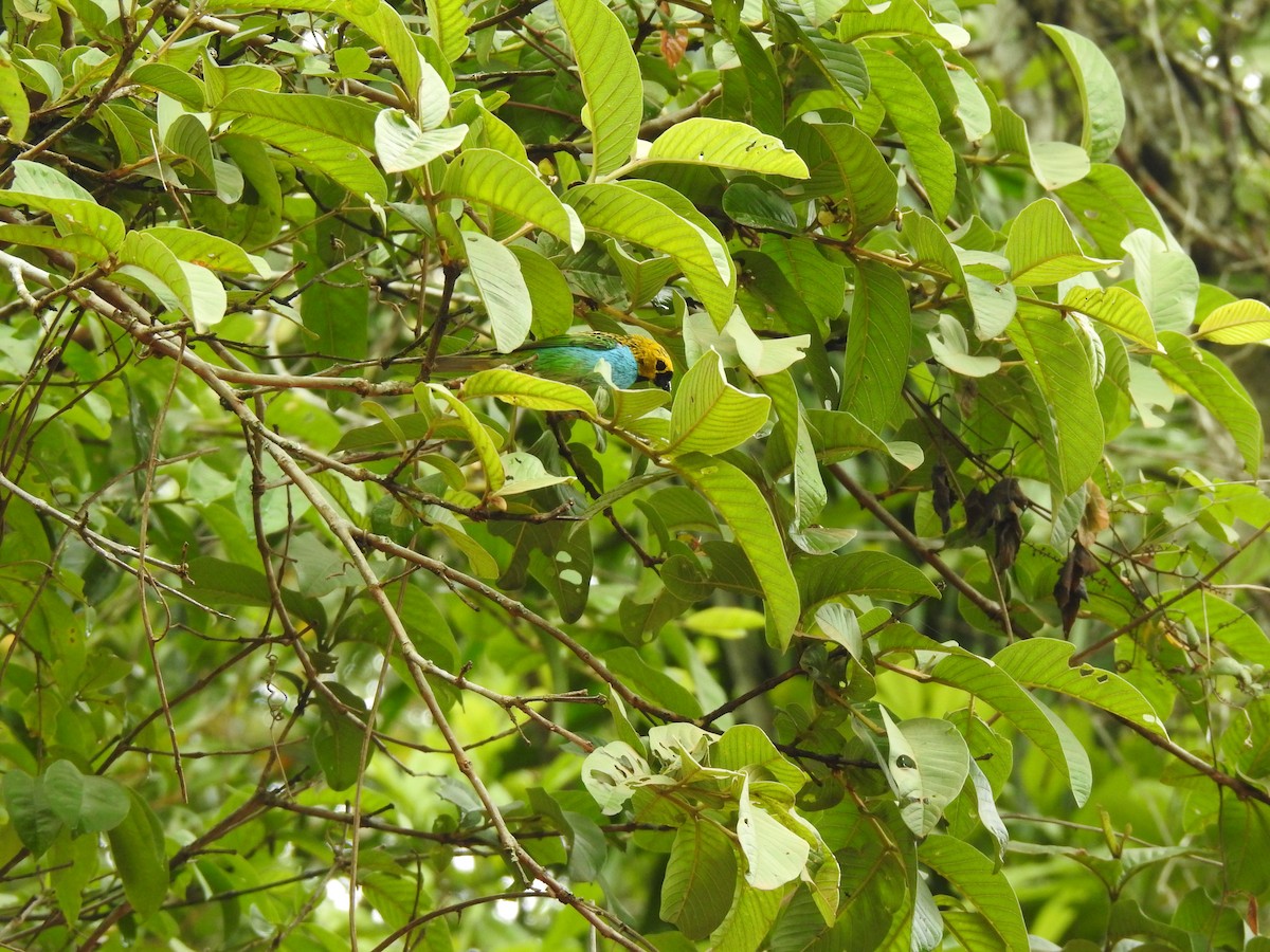 Gilt-edged Tanager - ML646695772