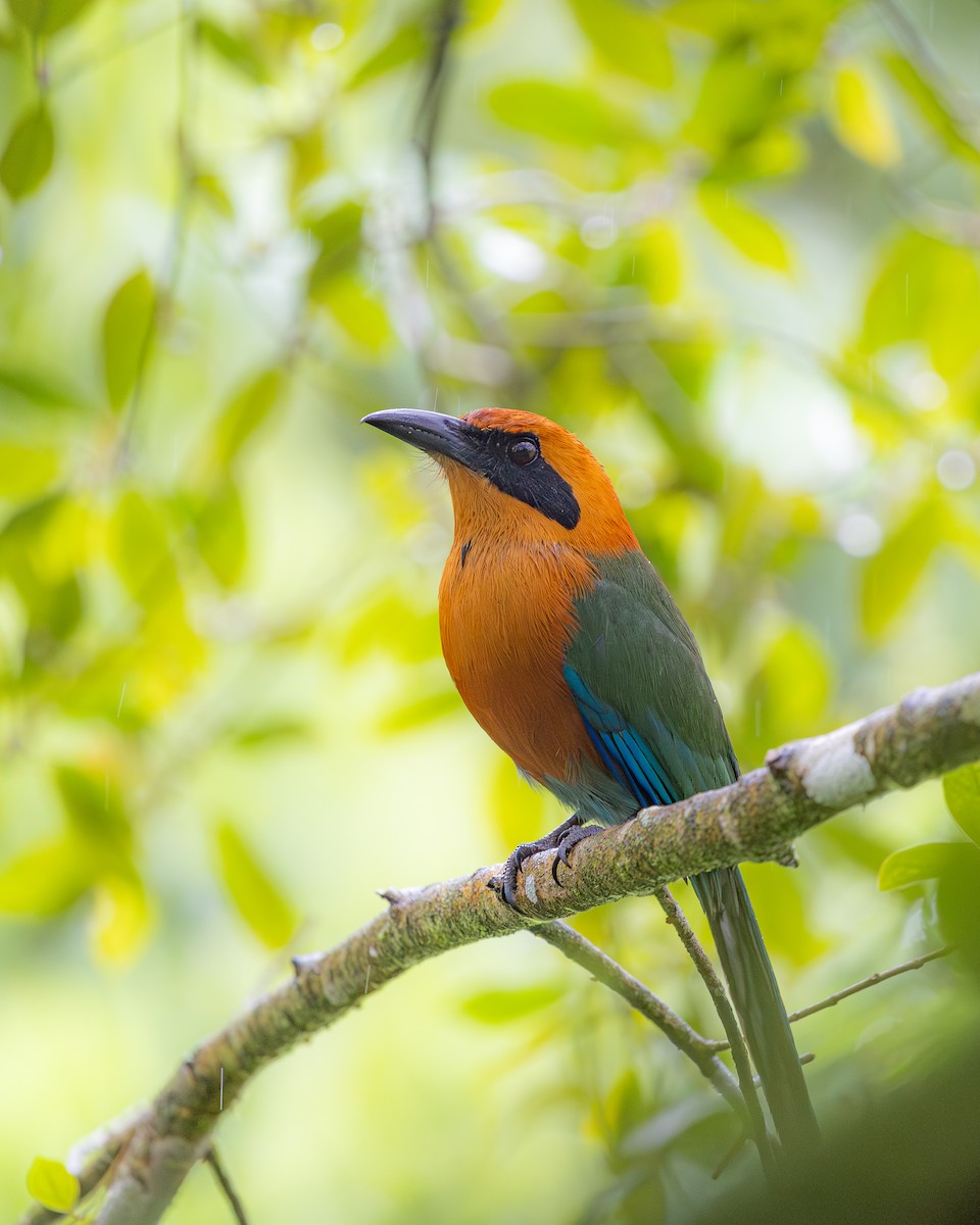 Rufous Motmot - ML646695773