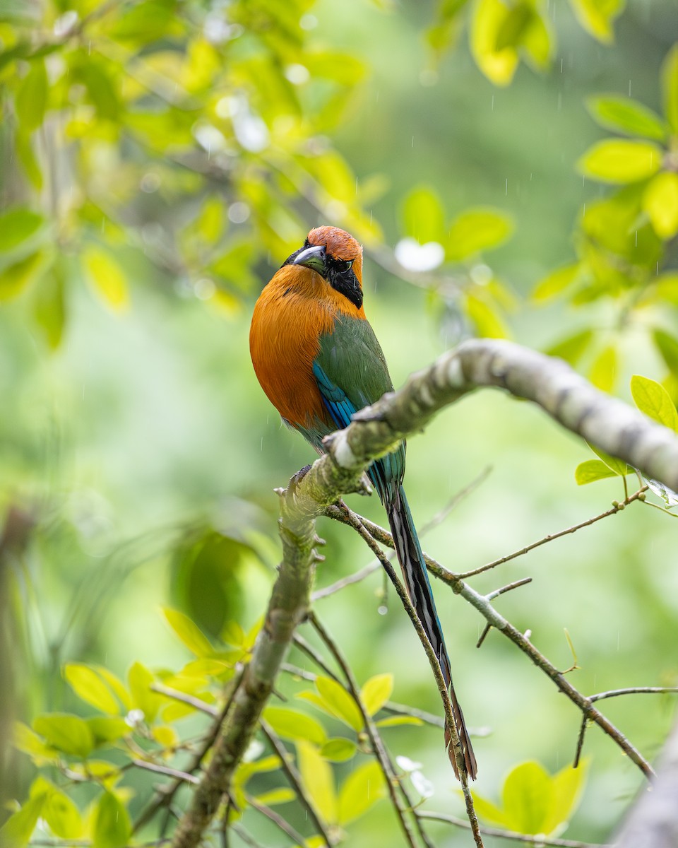 Rufous Motmot - ML646695774