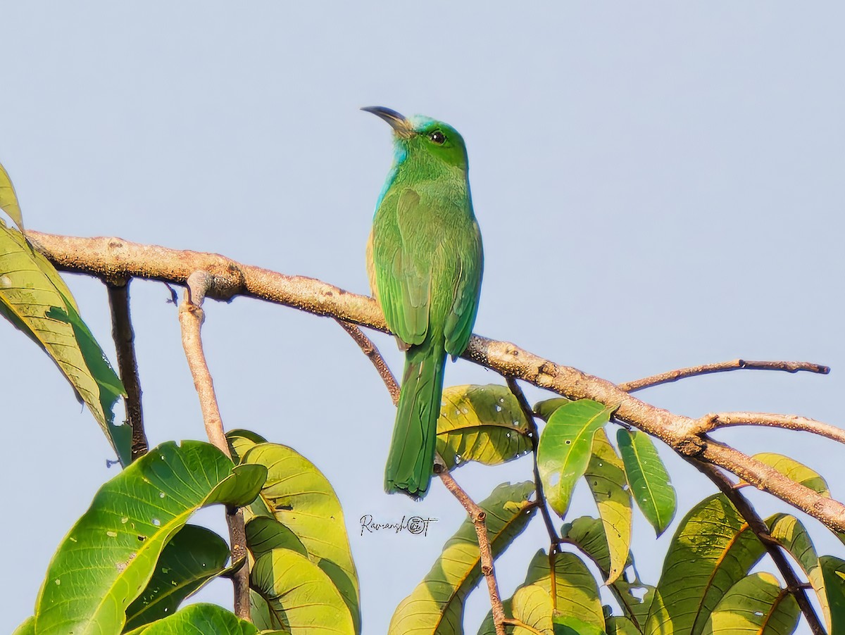 アオムネハチクイ - ML646695775