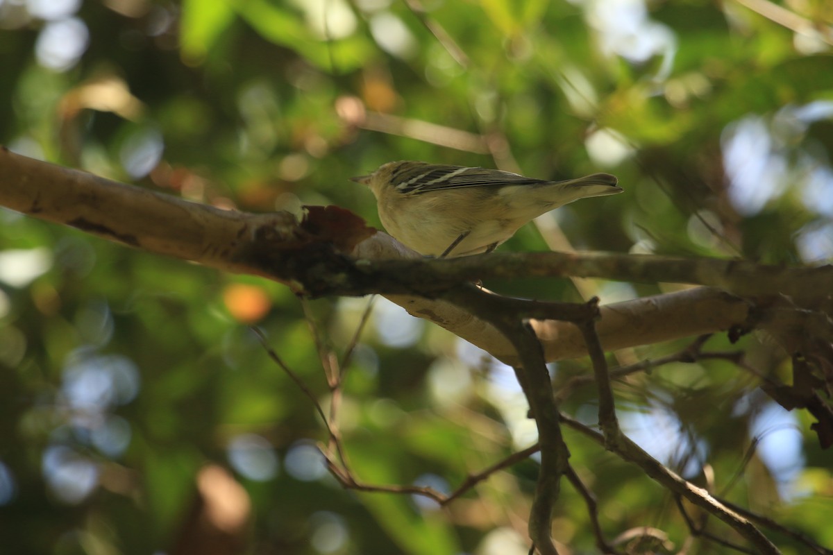 Bay-breasted Warbler - ML646695776