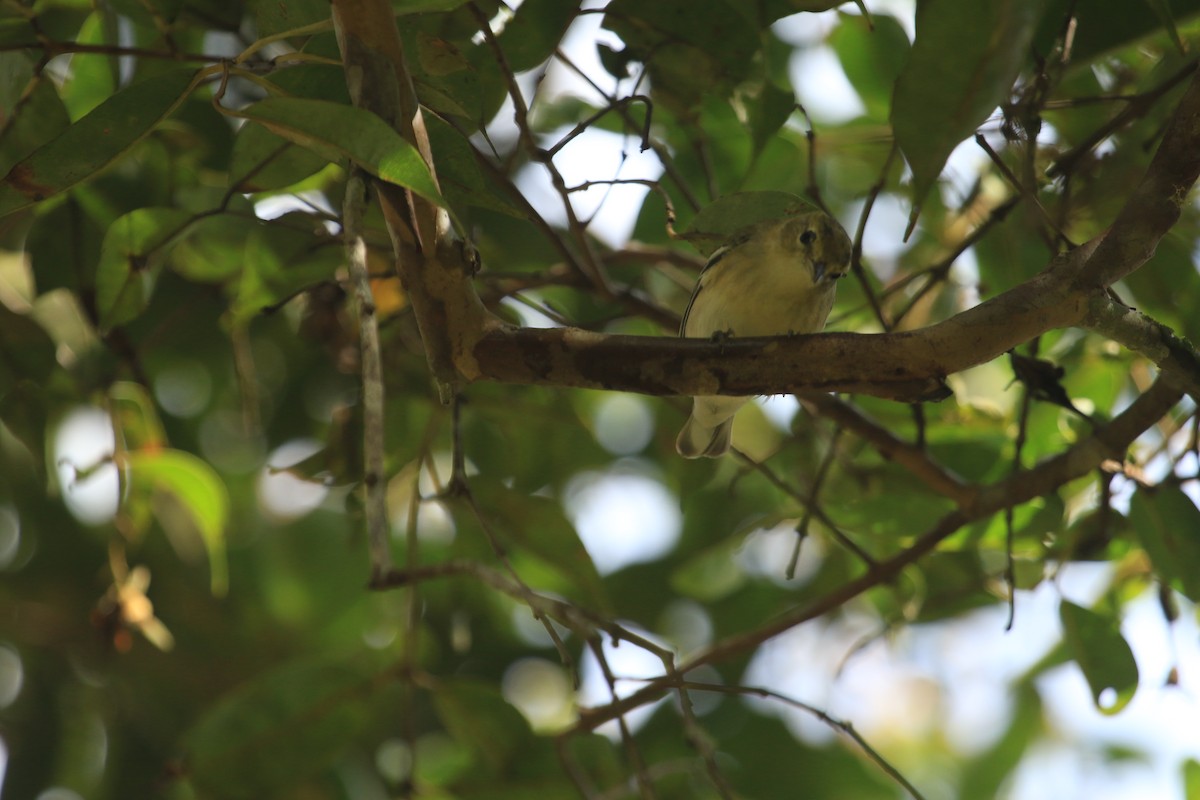 Bay-breasted Warbler - ML646695777