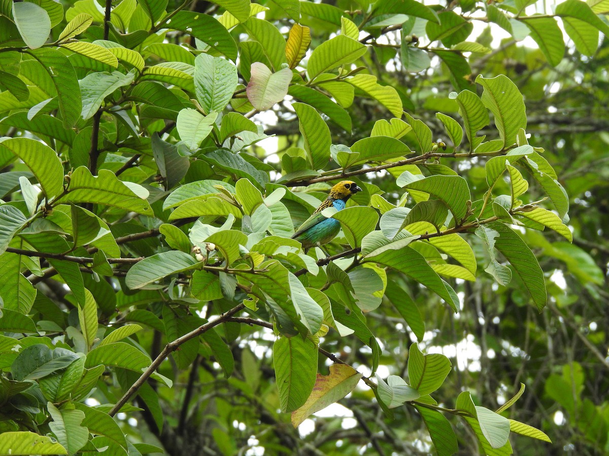 Gilt-edged Tanager - ML646695778