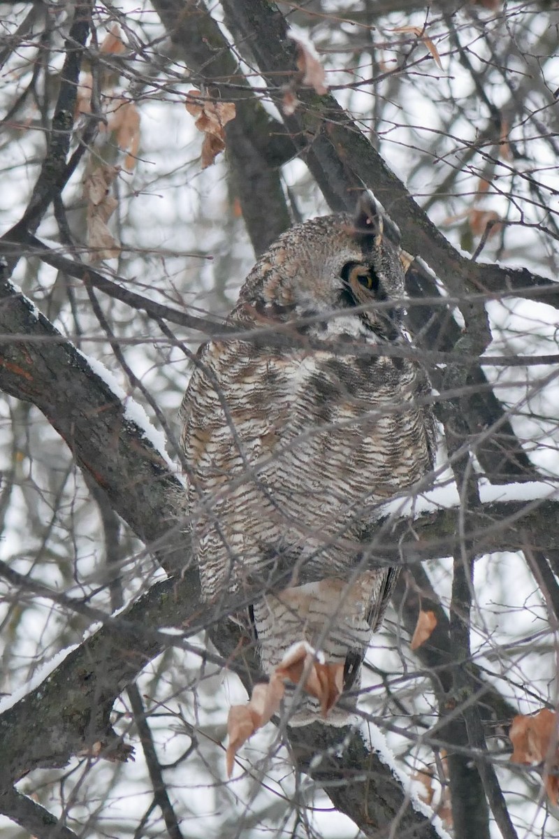 Great Horned Owl - ML646695779