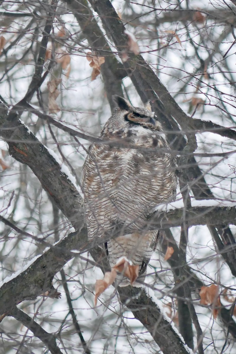 Great Horned Owl - ML646695780