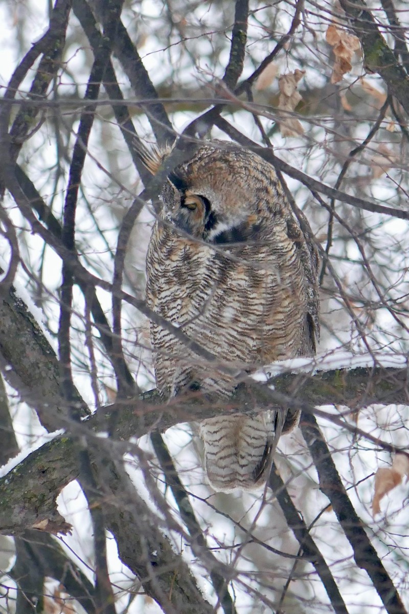 Great Horned Owl - ML646695781