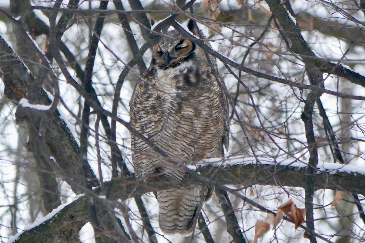 Great Horned Owl - ML646695782