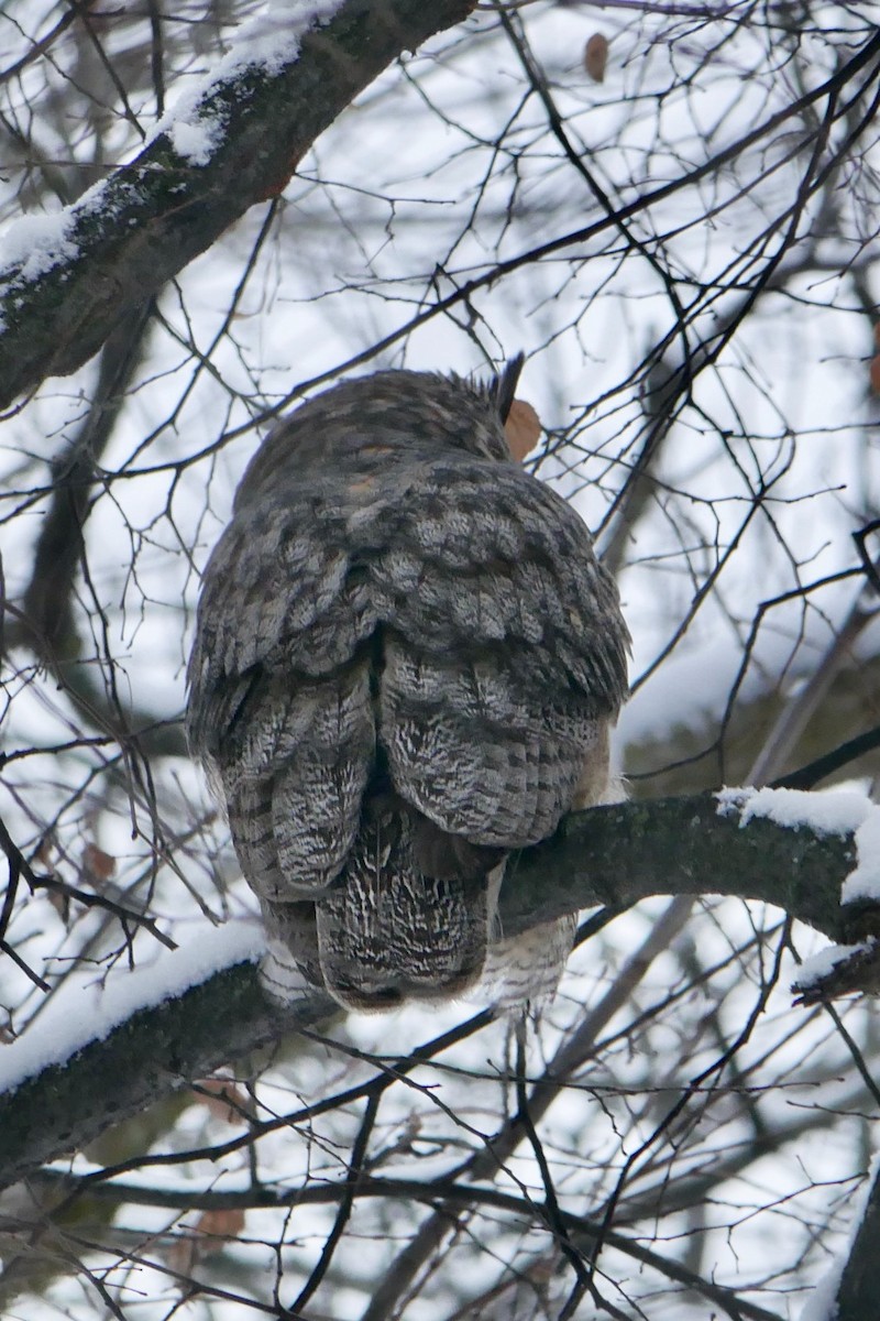 Great Horned Owl - ML646695783