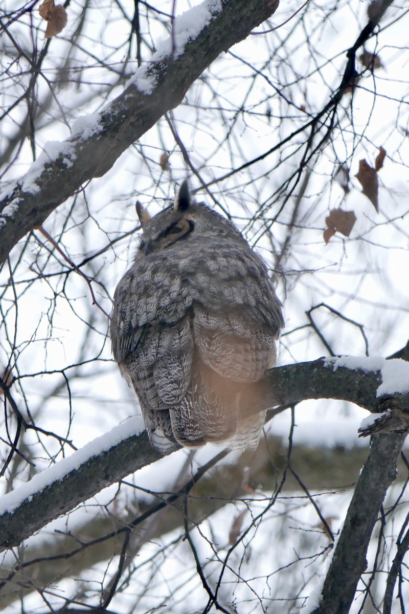 Great Horned Owl - ML646695784