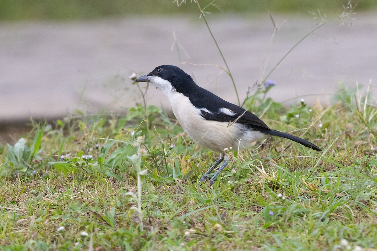 Black-backed Puffback - ML646695785
