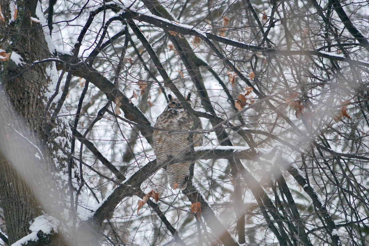 Great Horned Owl - ML646695786