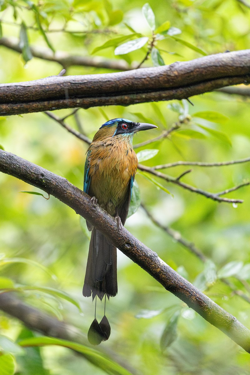 Lesson's Motmot - ML646695787