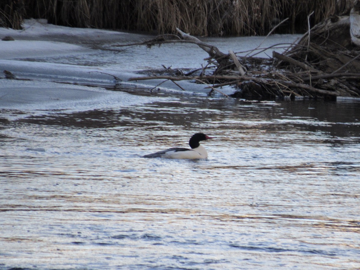 Serreta Grande - ML646695790