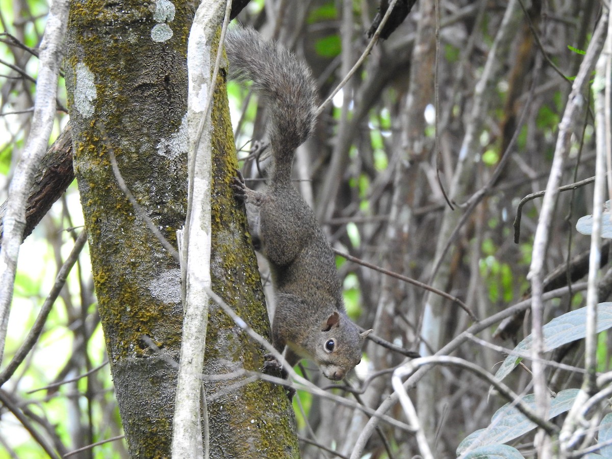 Brazilian Squirrel - ML646695791