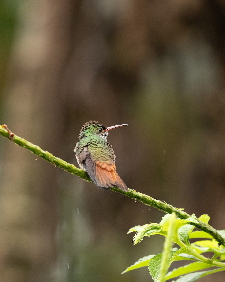 Amazilia Tzacatl - ML646695793