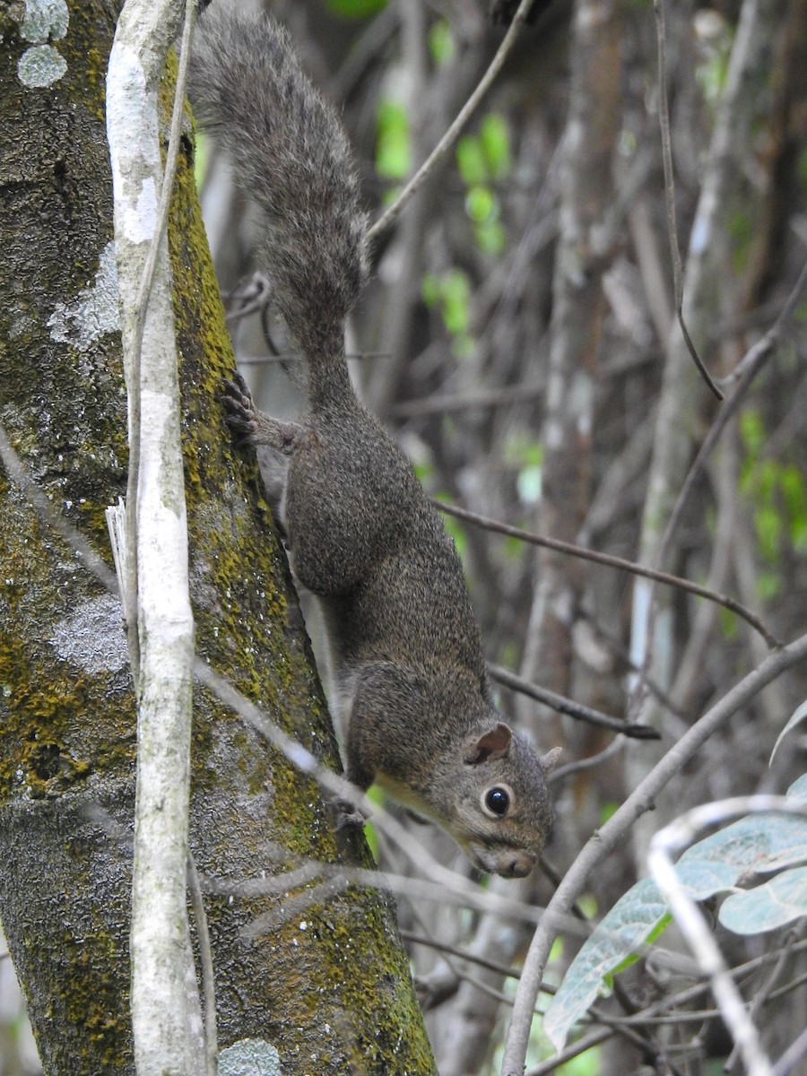 Brazilian Squirrel - ML646695796