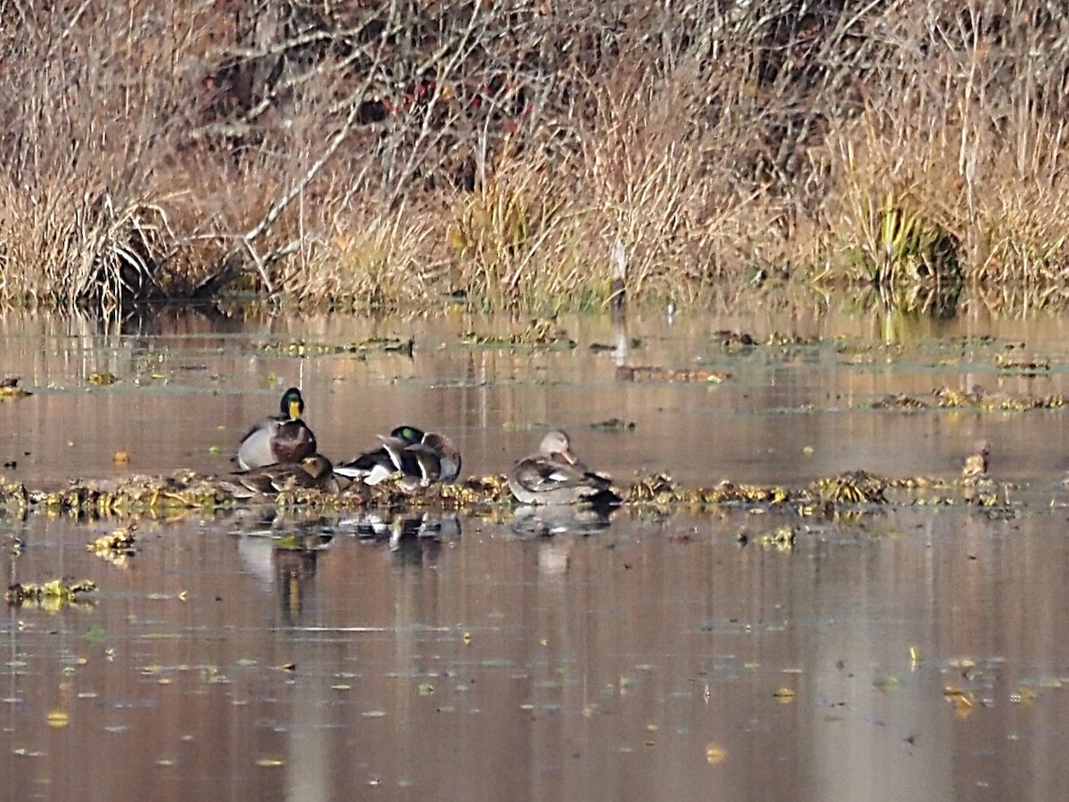 Ánade Friso - ML646695797