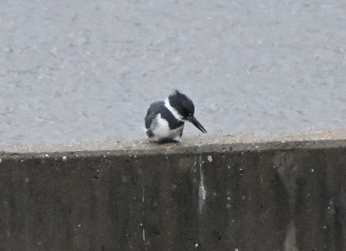 Martín Gigante Norteamericano - ML646695798