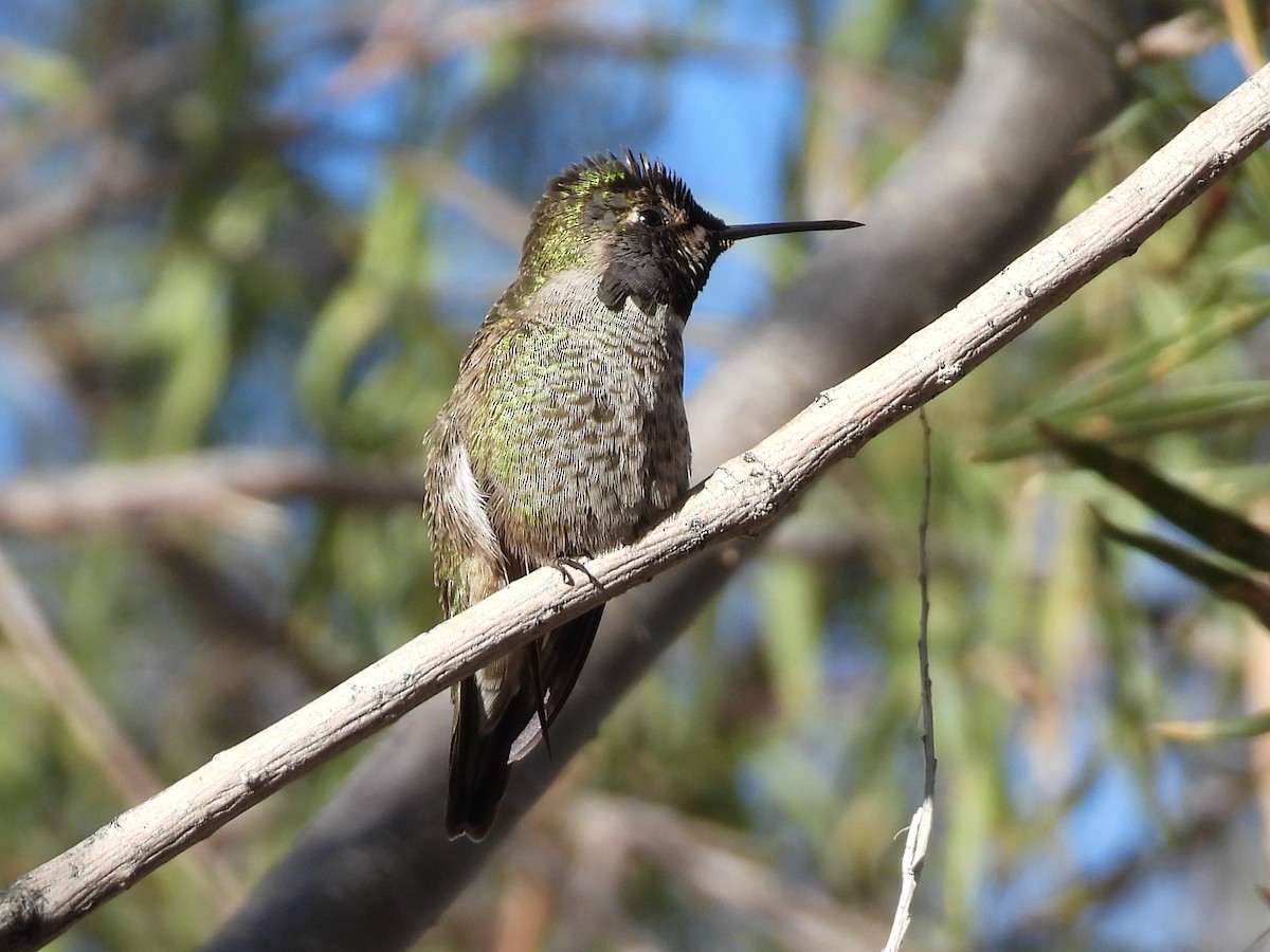 Colibrí de Anna - ML646695801