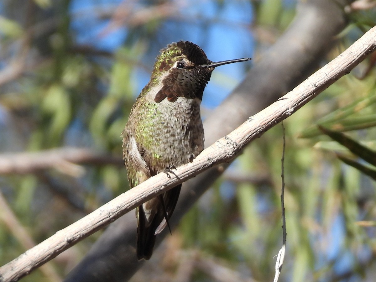 Colibrí de Anna - ML646695802