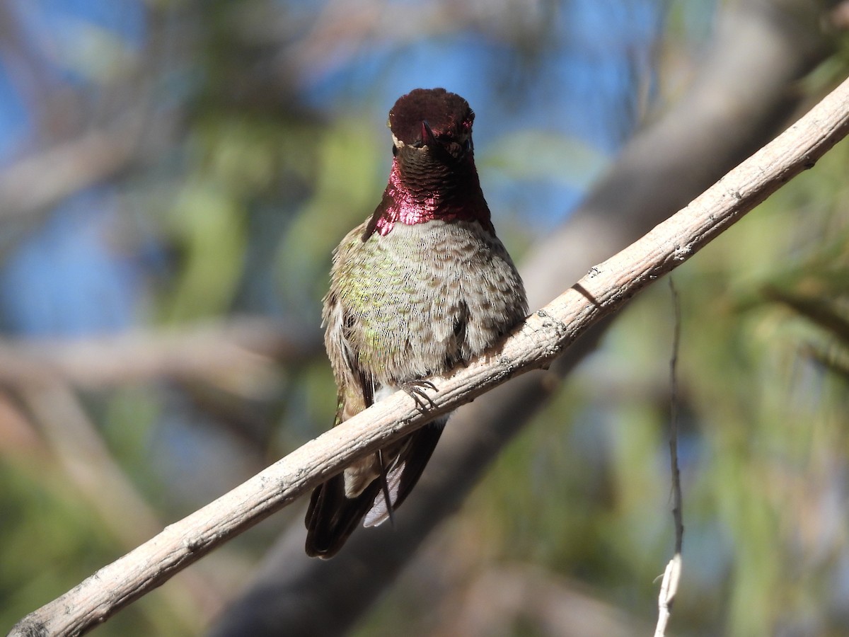 Colibrí de Anna - ML646695803