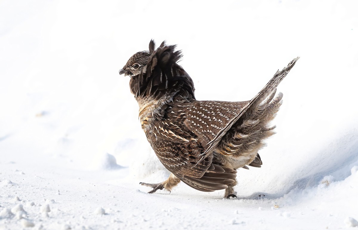 Grévol Engolado - ML646695805