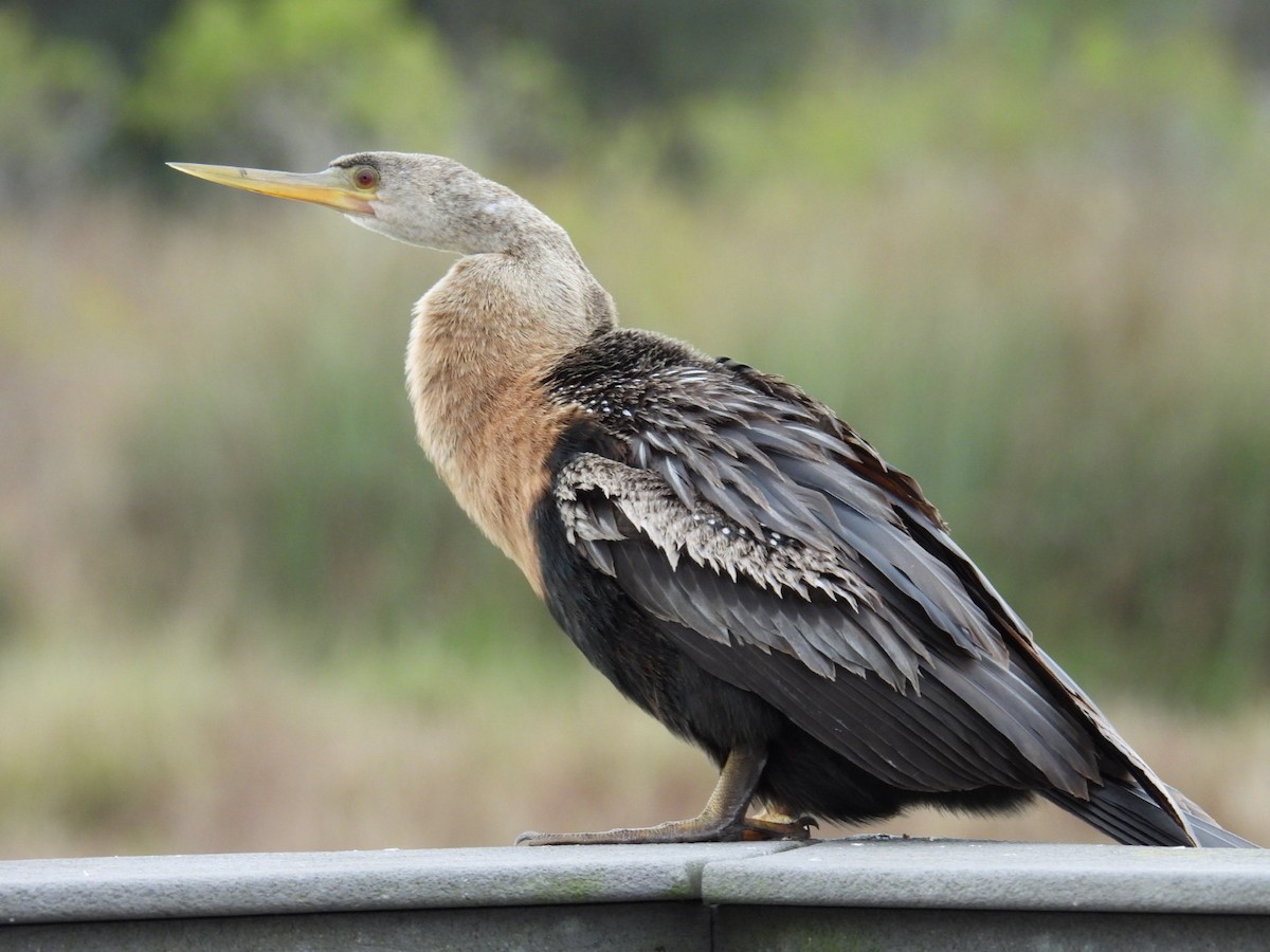 Anhinga Americana - ML646695806