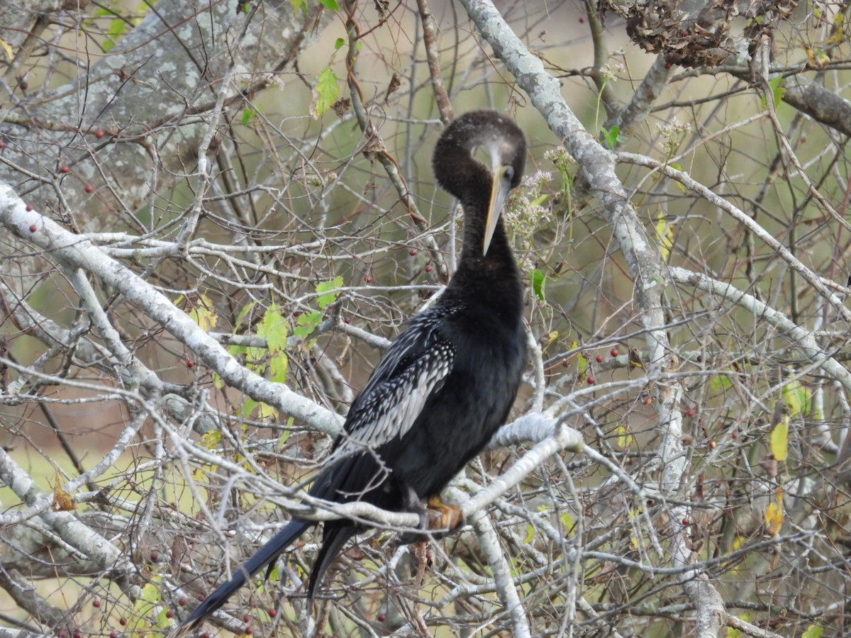 Anhinga Americana - ML646695808