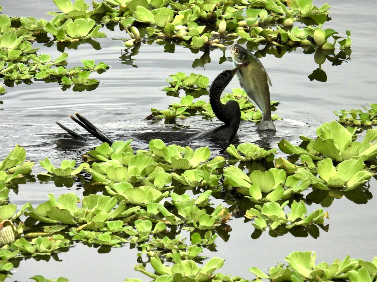 Anhinga Americana - ML646695809