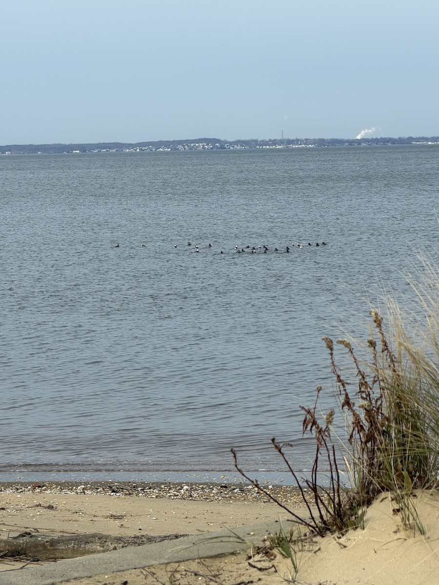 Porrón Albeola - ML646695810