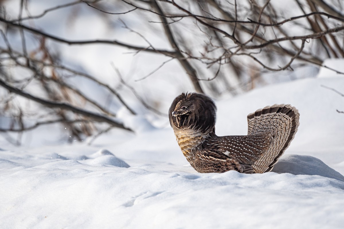 Grévol Engolado - ML646695812