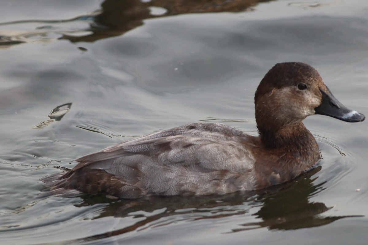 Murgilari arrunta - ML646695814