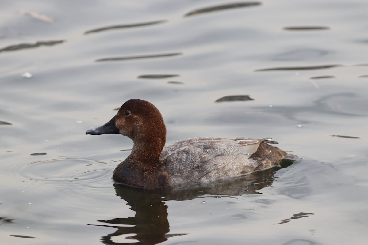 Murgilari arrunta - ML646695815