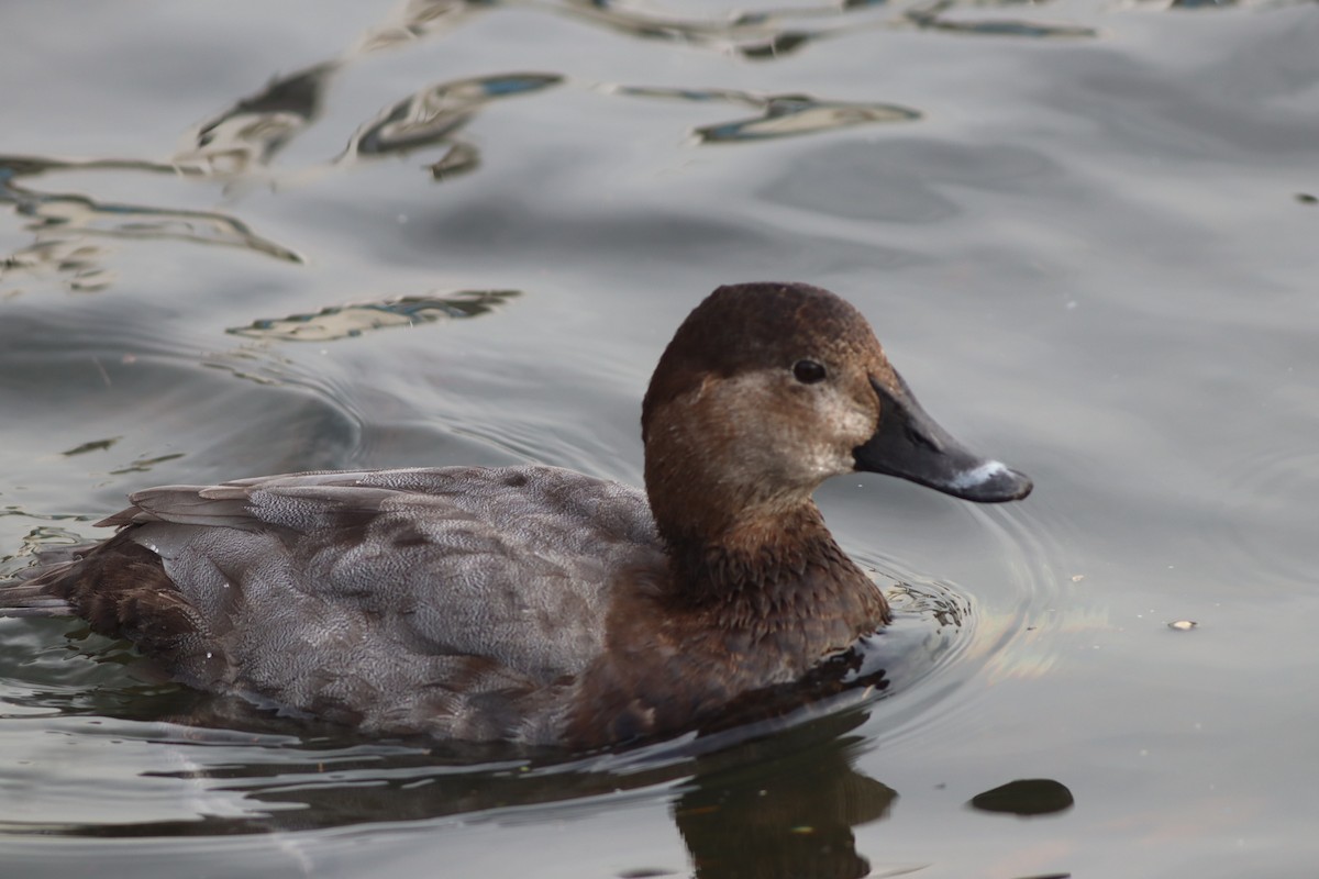 Murgilari arrunta - ML646695818