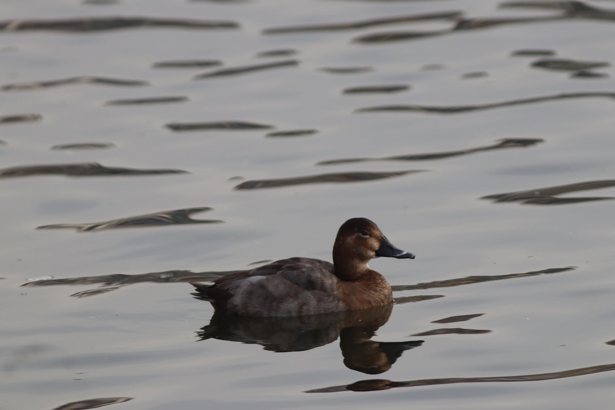 Murgilari arrunta - ML646695819