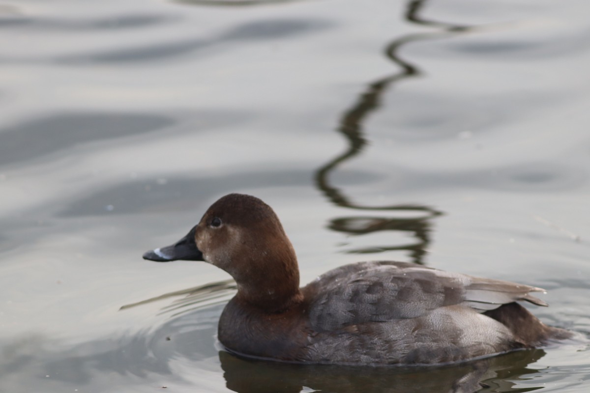 Murgilari arrunta - ML646695820