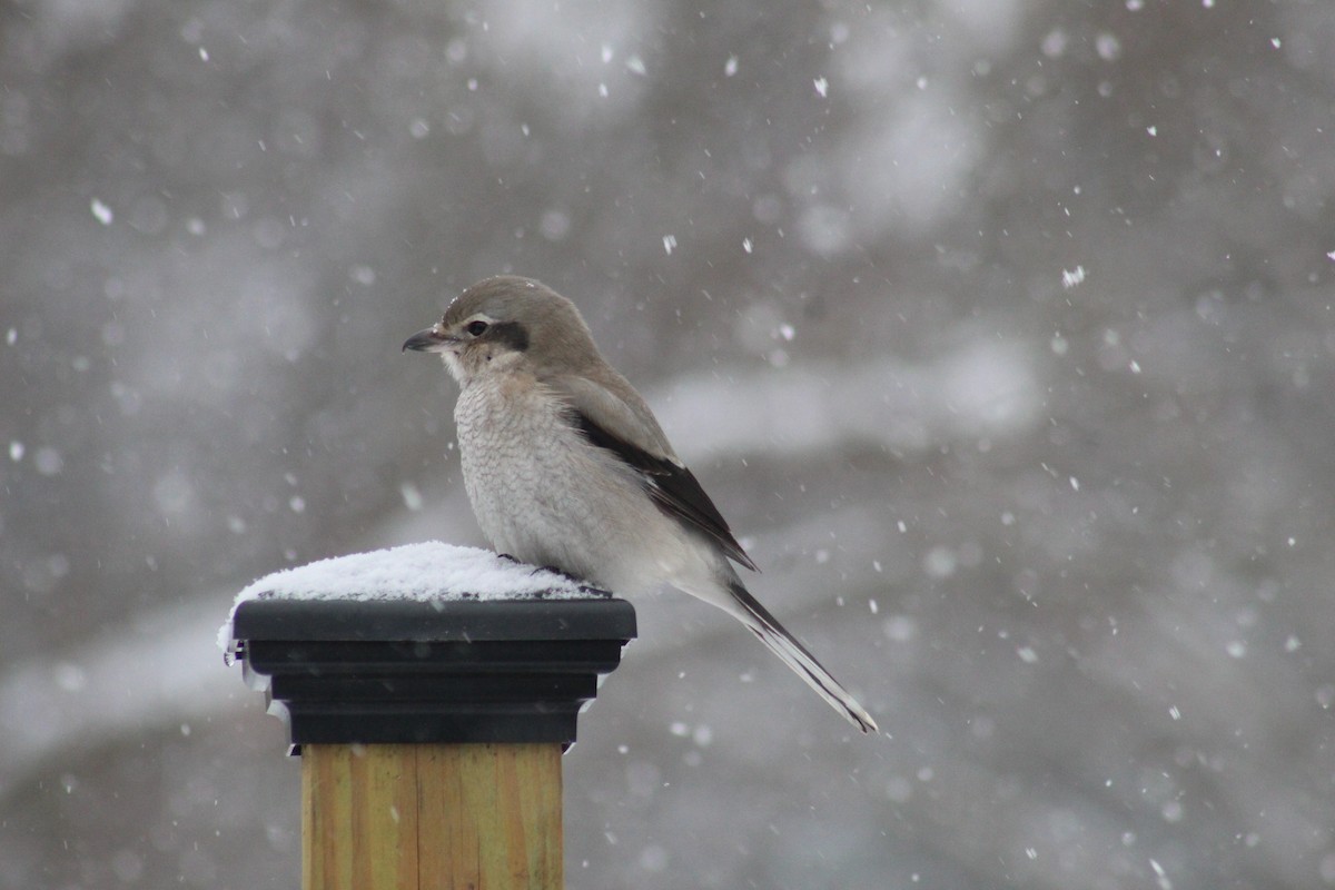 Alcaudón Boreal - ML646695822