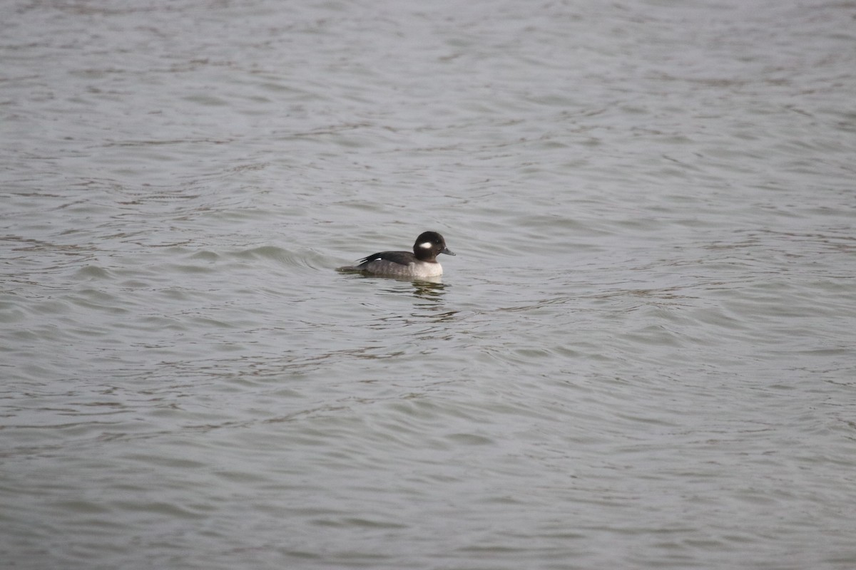 Porrón Albeola - ML646695827