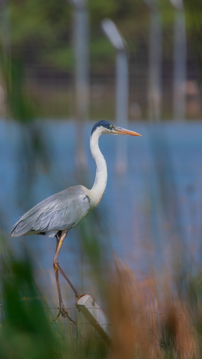 Cocoi Heron - ML646695829