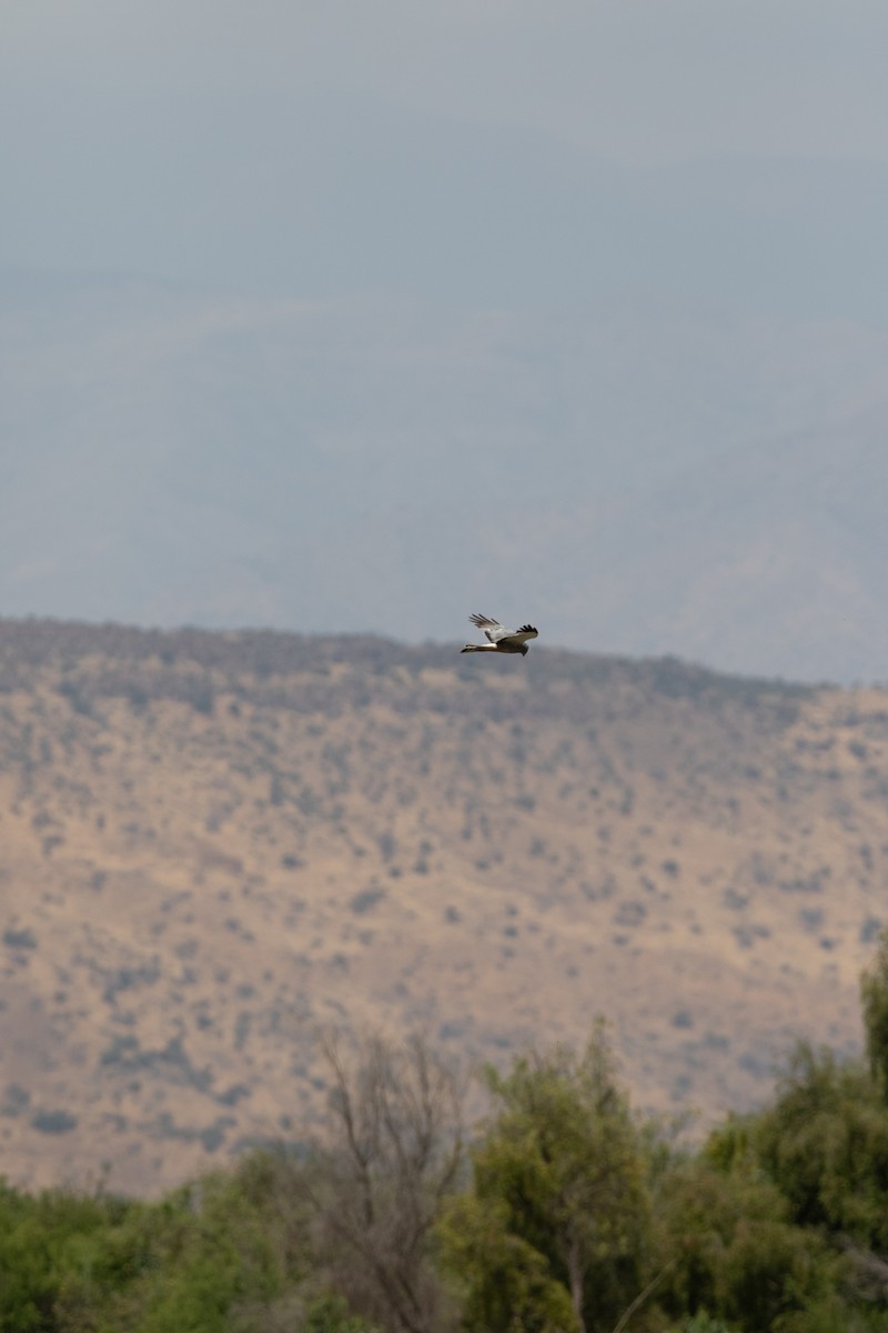 Cinereous Harrier - ML646695830