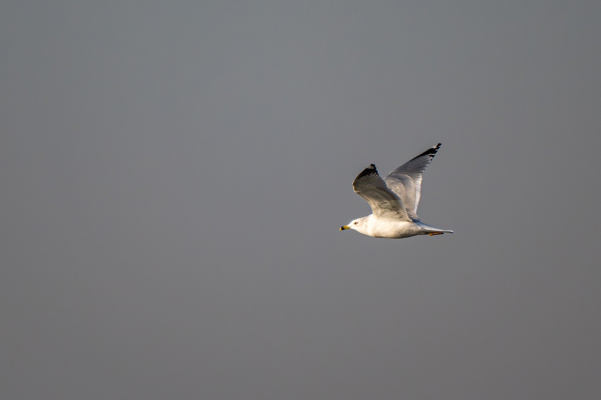 Gaviota de Delaware - ML646695831