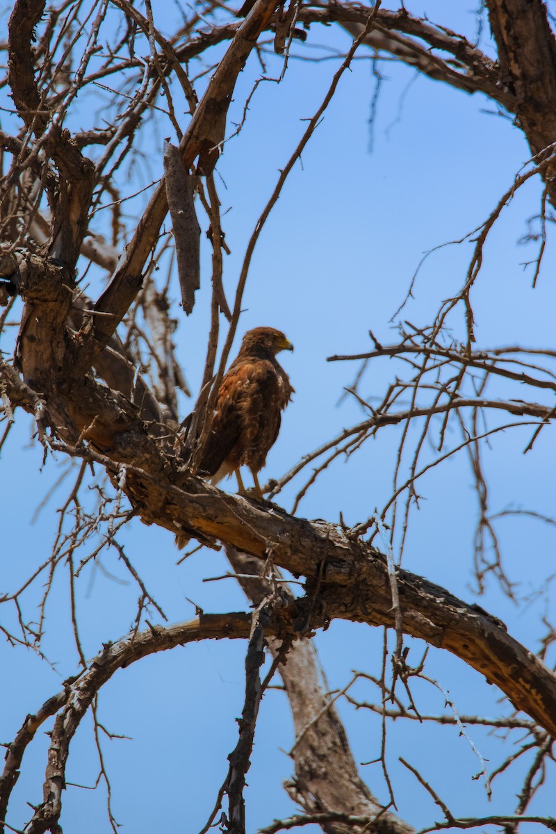 Harris's Hawk - ML646695832