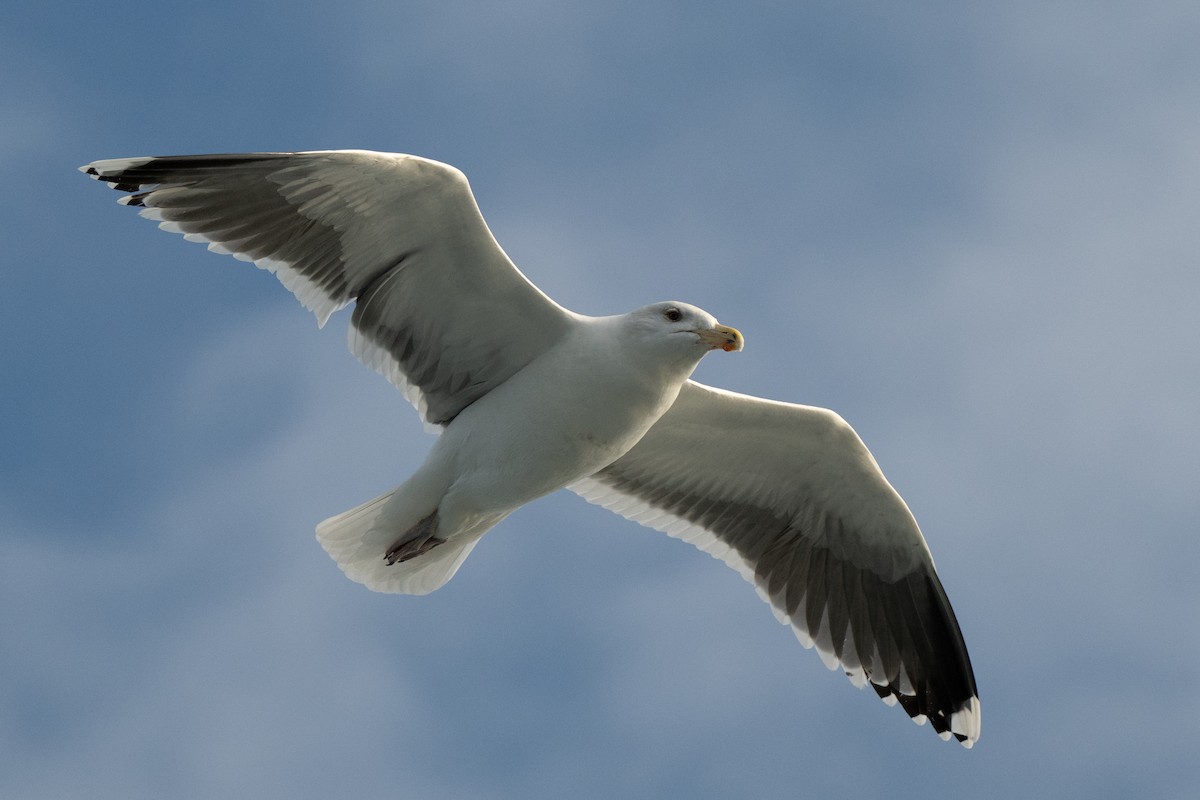 Amerika Gümüş Martısı - ML646695833