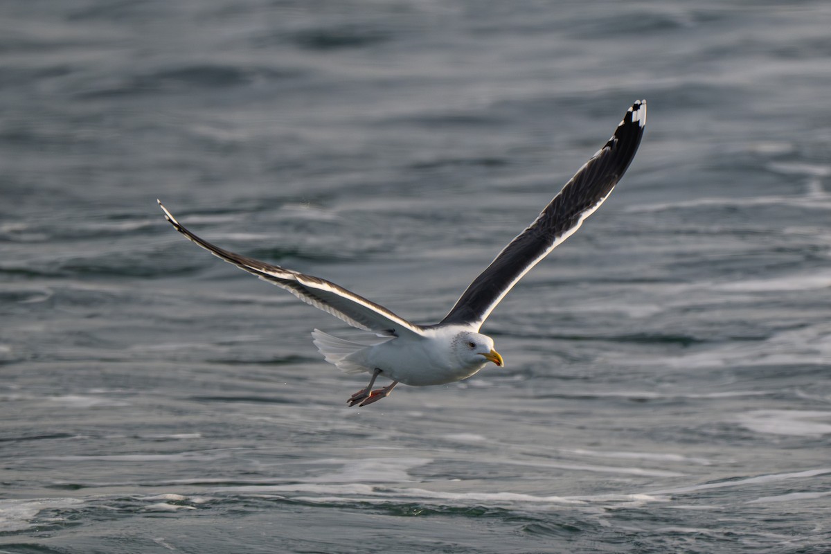 Büyük Kara Sırtlı Martı - ML646695859