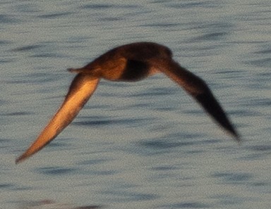 Sooty Shearwater - ML646695864