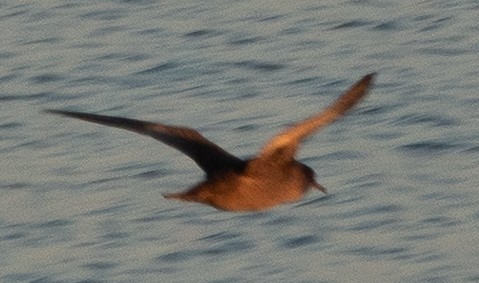 Sooty Shearwater - ML646695865