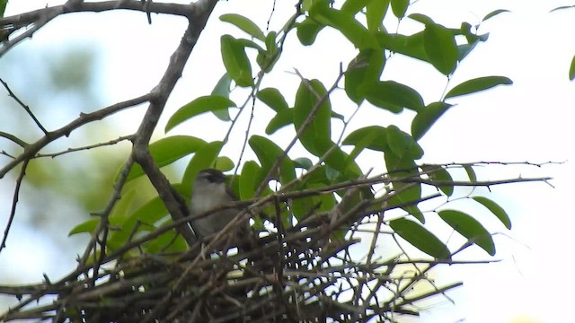 М’якохвіст рудолобий - ML646695867